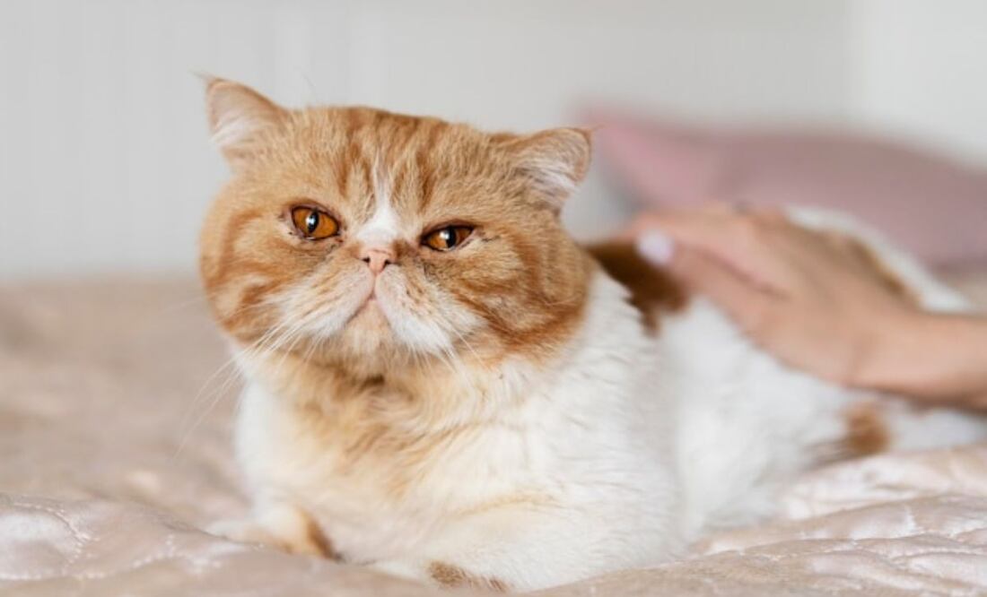 Si tu gato presenta heces blandas y malolientes, es crucial acudir a un veterinario. Fuente: Freepik.