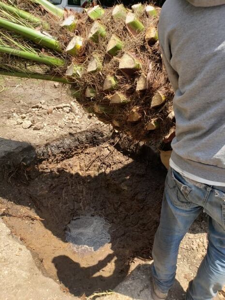 Por posibles plagas reemplazan palmeras en avenida de las Palmas