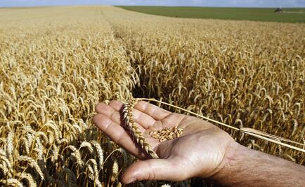 UNAM students create energy bar with amazing health benefits