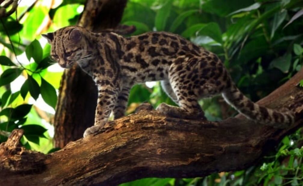 Conoce las 6 especies de felinos que habitan en México