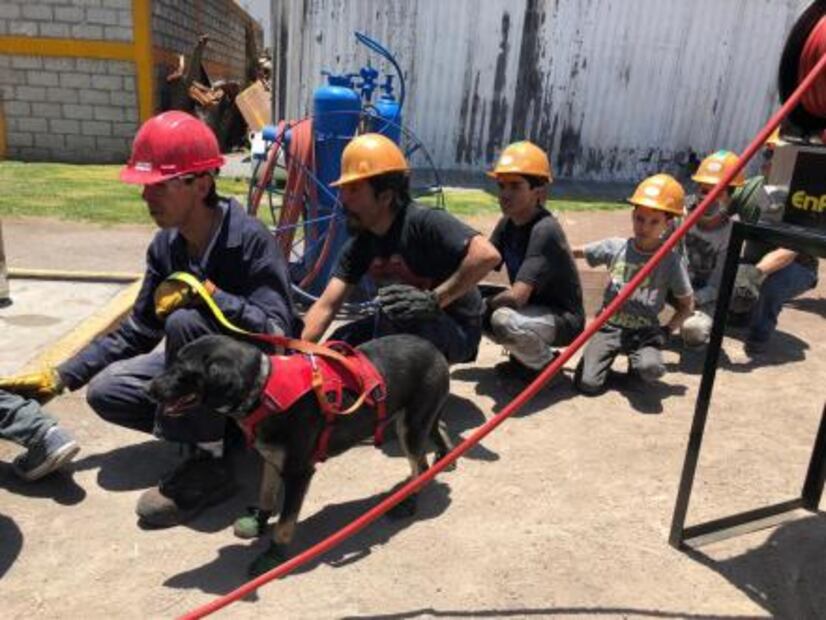 Perro rescatado en sismo es entrenado para ayudar a los bomberos