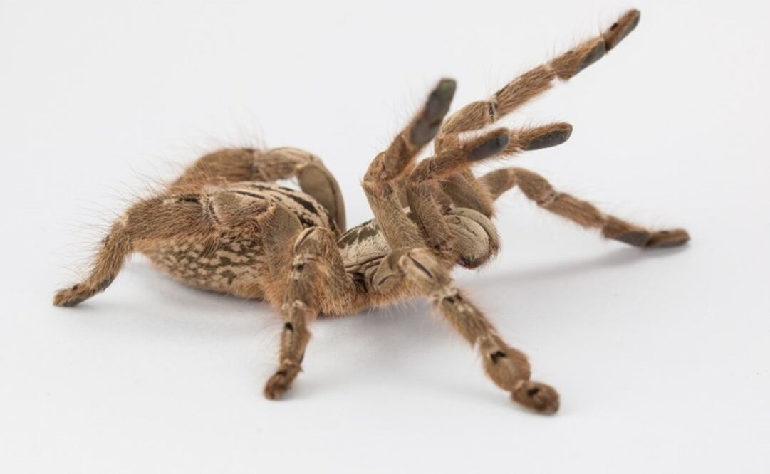 La tarántula también conocida como 'estallido de estrellas de Togo'. Foto: UQ