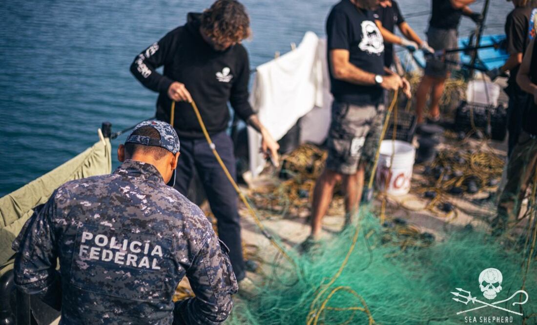 Sea Shepherd has retrieved over 1,000 pieces of illegal fishing gear from the Upper Gulf of California, saving the lives of over 3,900 animals - Photo: Taken from Sea Shepherd’s Twitter account