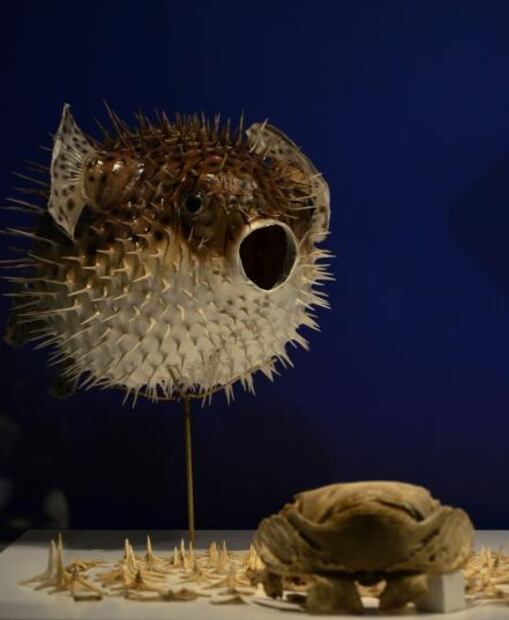 Ofrendas de Templo Mayor demuestran poderío de Tenochtitlán