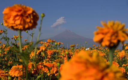 ¿Conoces la leyenda de la flor de cempasúchil?