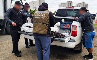 Profepa asegura casi 22 mil ejemplares de pepino de mar en Baja California; eran trasladados en bolsas de plástico
