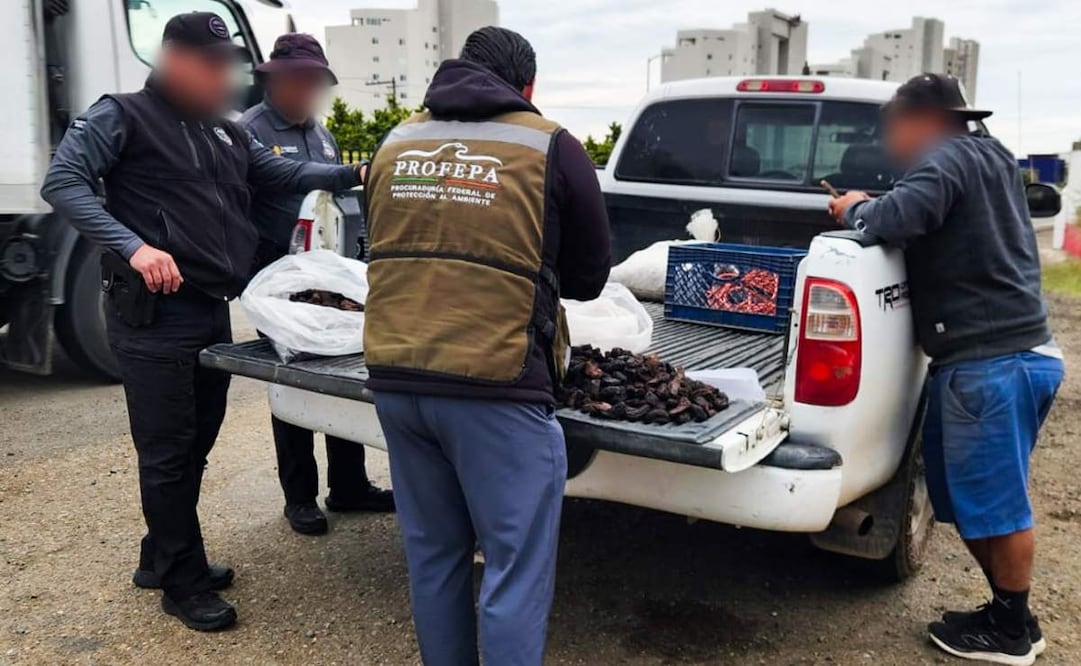 La Profepa aseguró 21 mil 823 ejemplares de pepino de mar durante un operativo realizado en el municipio de Playas de Rosarito, en el estado de Baja California. Foto: Especial