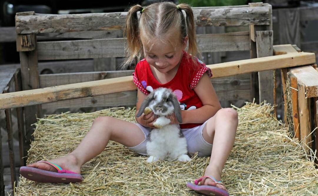 Victory Schofield juega con un conejo en su casa de Ogden, Utah. La niña tiene 5 años y es intersexual, y sus padres no piensan hacer que se defina por un género. (AP Photo/Rick Bowmer)