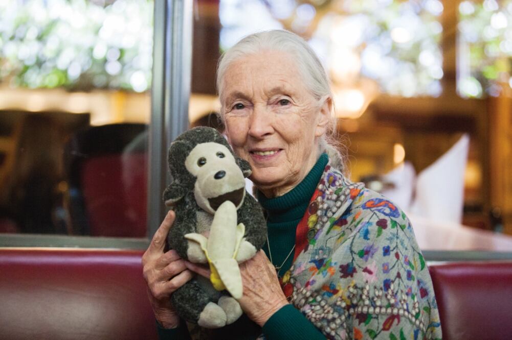 Jane Goodall, fundadora del programa Roots and Shoots , es reconocida por su labor de conservación en el mundo y sus investigaciones sobre los chimpancés (IVÁN STEPHENS. EL UNIVERSAL)