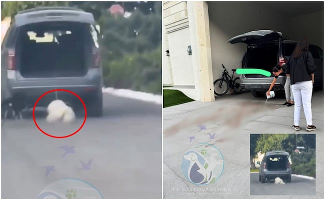 VIDEO: Mujer arrastra con su camioneta a perrito en Saltillo; usuarios en redes sociales exigen justicia para Rocky