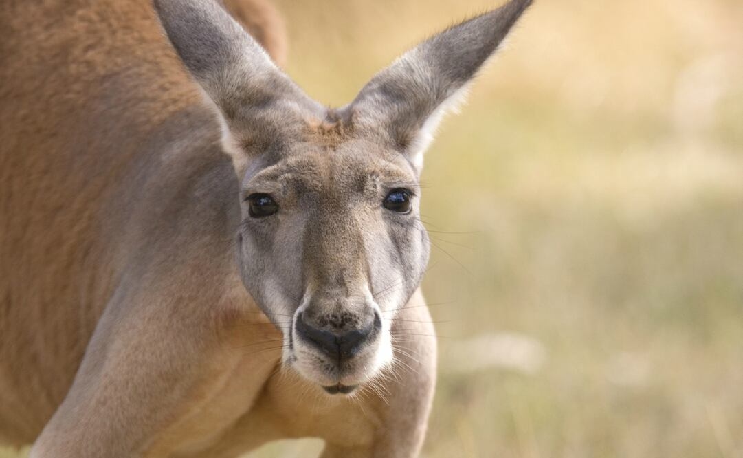 En el video se ve un canguro paseando por varias avenidas, pero no se encuentra con personas. Foto: iStock