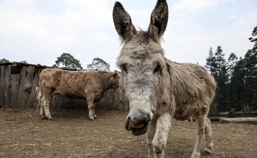 Elizabeth Soto, activista y directora del santuario Seres Libres, en el que rescata burros y caballos. Foto: Gabriel Pano/ EL UNIVERSAL