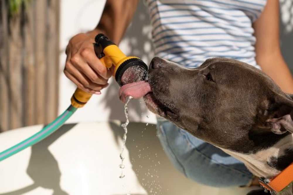 Claves para proteger a tu perro del calor. Fuente: Freepik.
