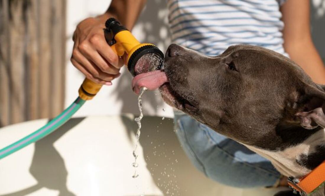 Claves para proteger a tu perro del calor. Fuente: Freepik.