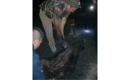 Oso hambriento y deshidratado atemoriza en Coahuila