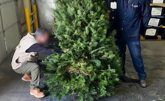 CDMX tendrá centros de acopio para recibir nochebuenas y árboles de Navidad; aquí te decimos dónde están