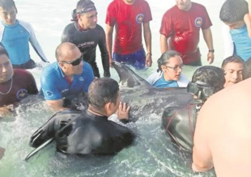 Fracasa Gendarmería ambiental: expertos