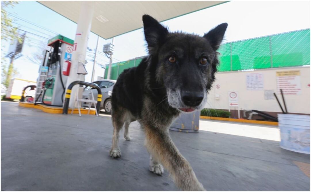 Foto: Jorge Alvarado / EL UNIVERSAL