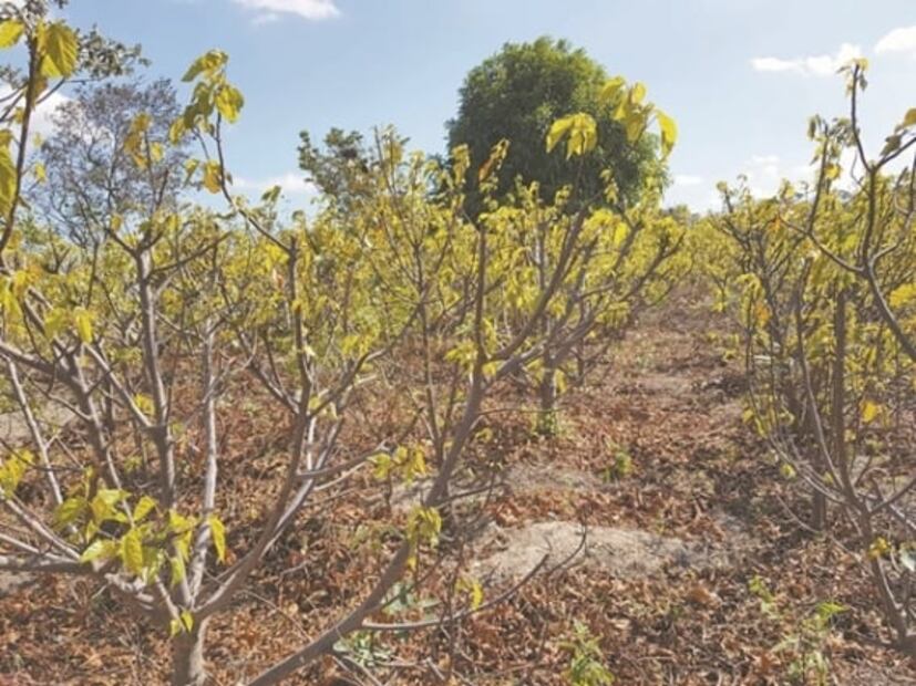 Ellas son las últimas mujeres del achiote