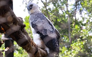 Tras 29 años de ausencia, zoológico de Chiapas exhibe ejemplar de águila arpía; inauguran primera etapa de trabajos de mejoramiento y remodelación