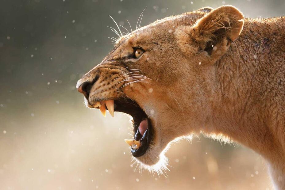 La naturaleza es fascinante, la flora y la fauna nos sorprenden con su perfección y belleza, pero detrás de ellas muchas veces se esconde el mayor peligro. Foto: Archivo / EL UNIVERSAL