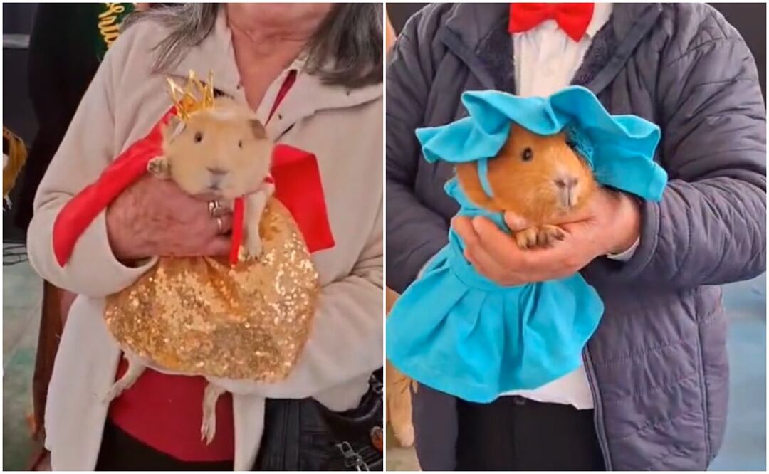 Desde personajes de la realeza y trajes típicos; estos animalitos desfilaron con todo tipo de accesorios. Fotos: TikTok @lizethortiz62