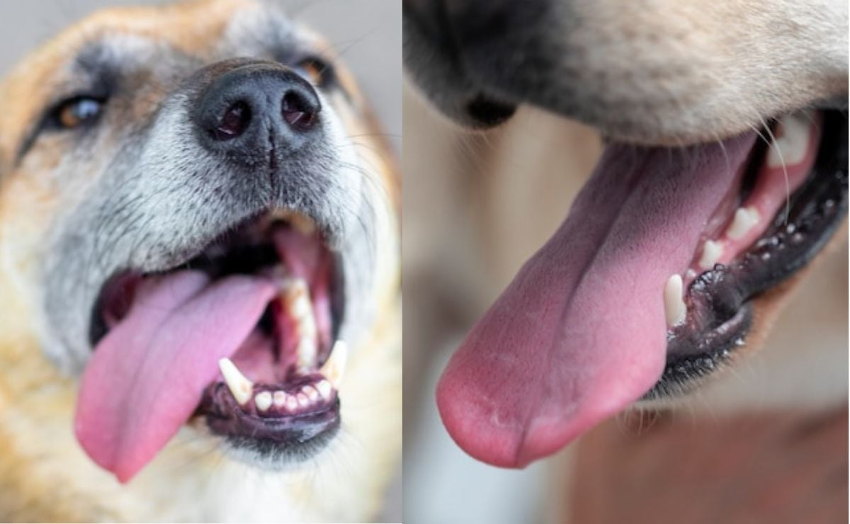 Estos son algunos motivos por los que tu perro saca la lengua, según