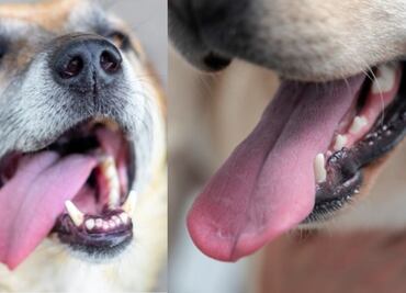 Estos son algunos motivos por los que tu perro saca la lengua, según especialistas