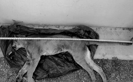 Muere puma luego de ser atropellado en Jalisco
