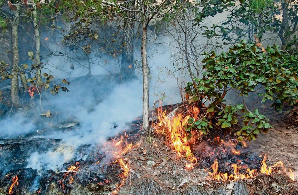 Van 16 areas naturales protegidas afectadas por el fuego en diversos estados Foto: Juana Garcia