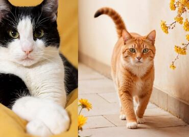 Estas son las enfermedades que transmiten los gatos, según especialista