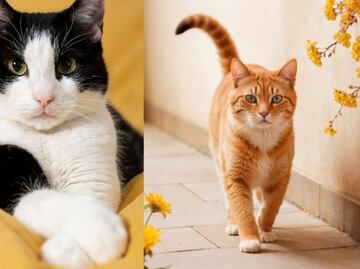 Estas son las enfermedades que transmiten los gatos, según especialista