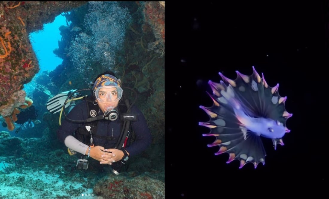 La bióloga y buza mexicana Frida Yolotzin sumó a sus avistamientos un ejemplar larva de pez trípode arcoiris. Foto: Instagram (@frida.yolotzin)