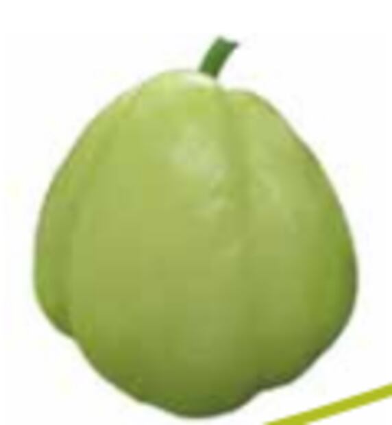 Foto: Grupo Interdisciplinario de Investigación
en Sechium edule en México, A.C.