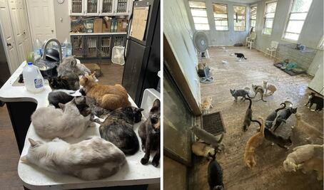 Perros, gallinas y hasta un pavo real: detienen a mujer con más de 300 animales hacinados en una casa móvil