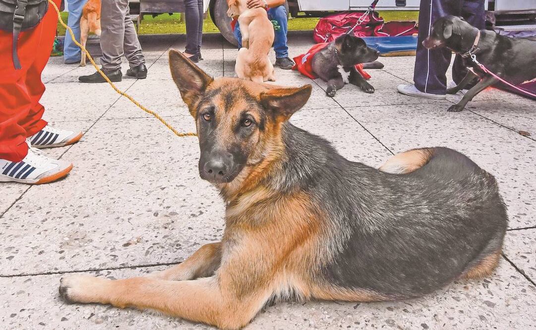Dueños afirman que en el parque dejan carne con veneno, lo que ocasiona la muerte de los perros. Foto: ARCHIVO EL UNIVERSAL