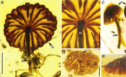Descubren los fósiles de hongos intactos más antiguos, de 99 millones de años