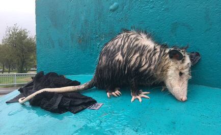 Reportero descubre a tlacuache refugiándose de “Harvey”