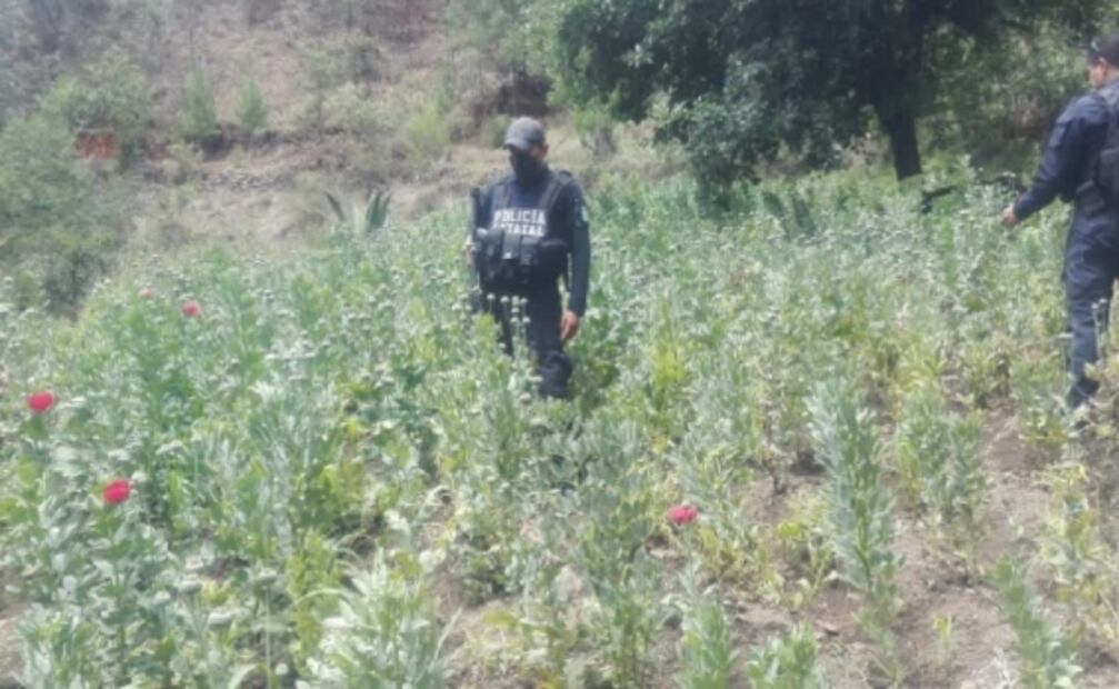 Aseguran plantío de amapolas en norte de Puebla