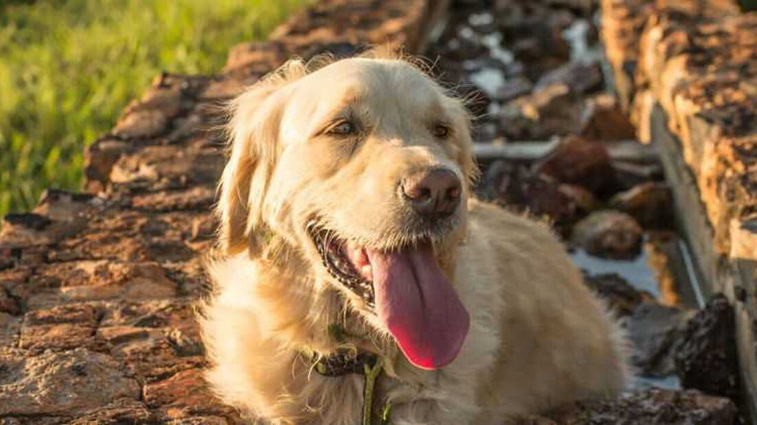 Habitualmente, esta conducta obsesiva está provocada por una carencia en el adiestramiento y la rutina del perro.
Foto: Producción El Universal