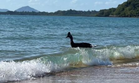 "El ave más peligrosa del mundo": bañistas se llevan susto en playa de Australia