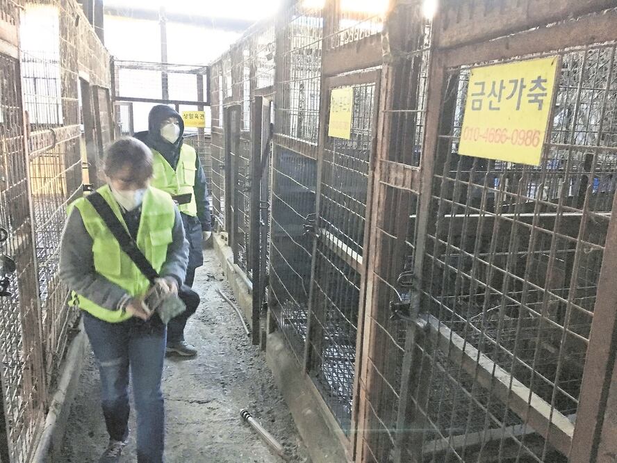 Una organización defensora de los derechos de los animales, durante una visita a un rastro de perros para consumo humano, que fue cerrado, en Seongnam, al sur de Seúl. FOTO: AFP