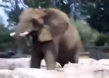 Graban reacción de elefanta Ely durante sismo del 19-S