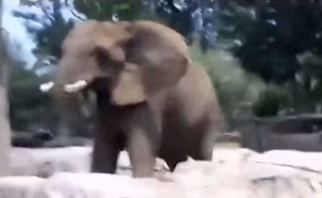 (Foto: captura de video)