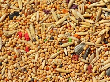 El cereal integral que baja los niveles de colesterol y es fácil de incluir en tu dieta