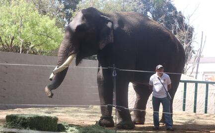 Activista que rescató a elefante Big Boy se siente amenazado por conflicto con antiguos dueños