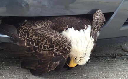 Águila queda atorada en parachoques de auto