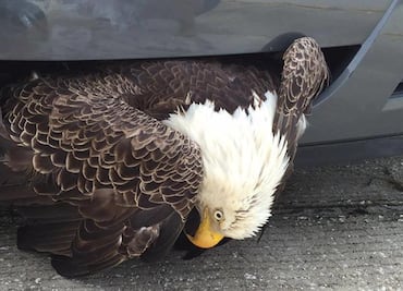 Águila queda atorada en parachoques de auto