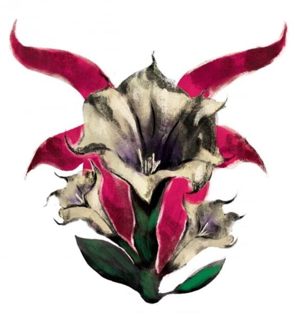 Toloache, una planta tan poderosa como peligrosa, al alcance de la mano