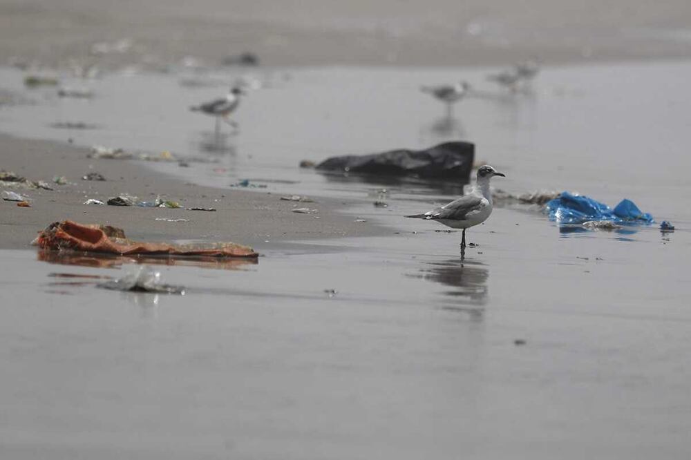 Gaviota junto a restos de plásticos en una playa de Lima (Perú). Foto: EFE/Paolo Aguilar, archivo
